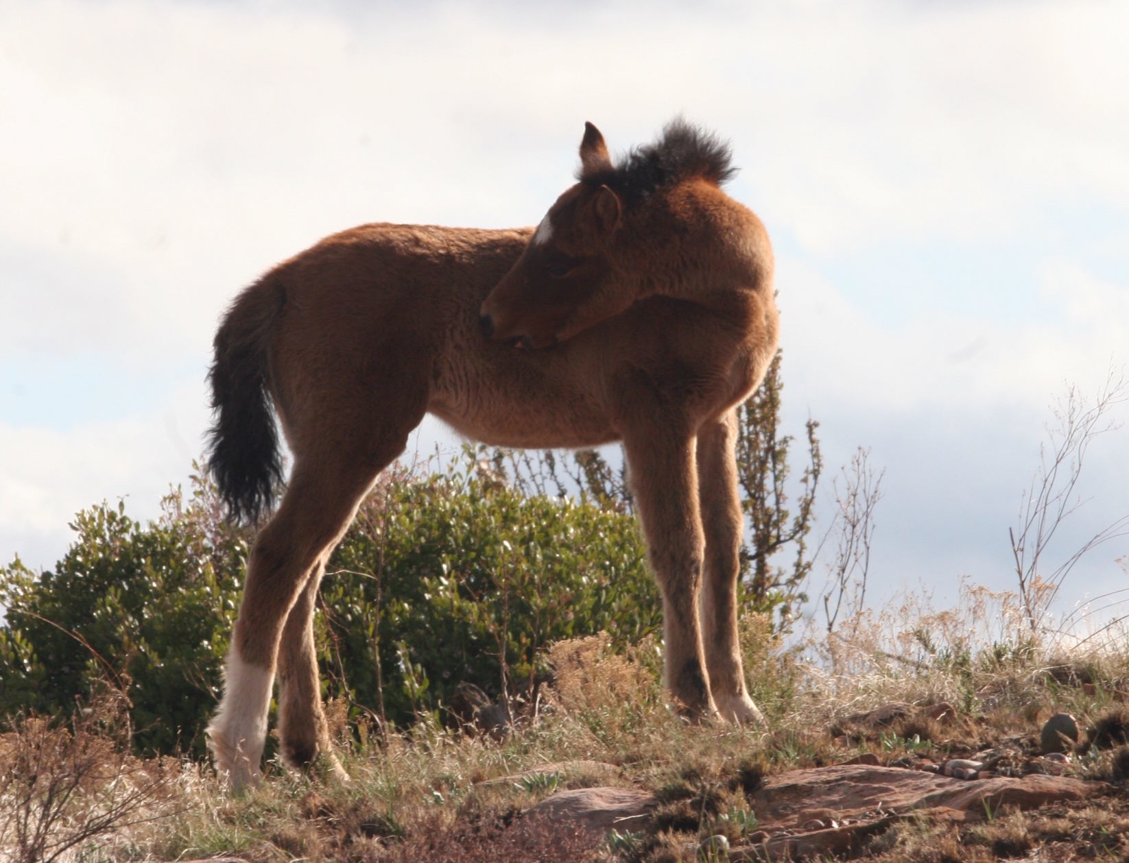 Public comments re: Heber Wild Horses in review -foal on the hilltop